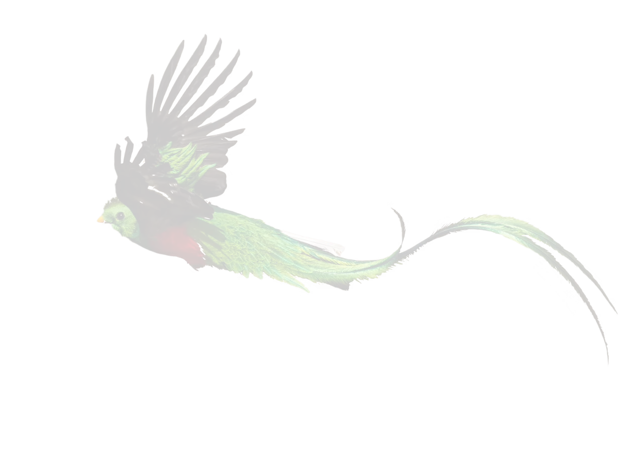 flying profile of a quetzal bird